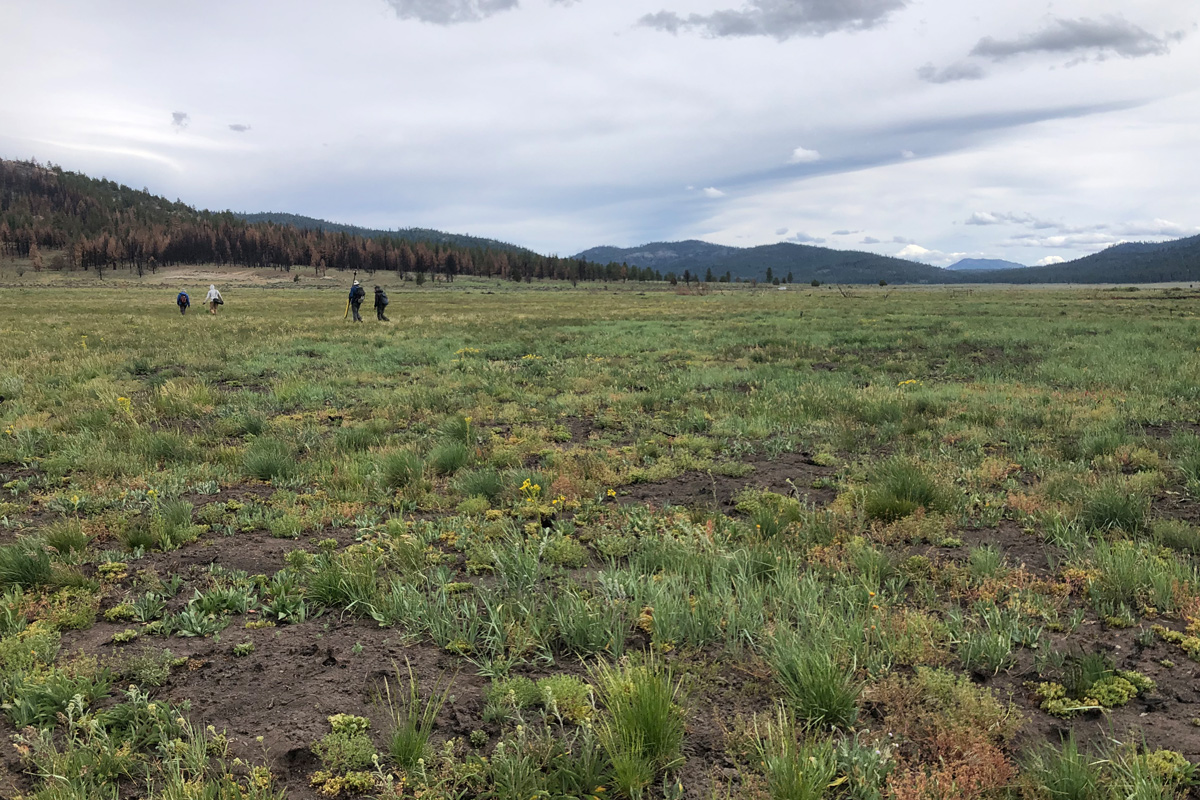 a group of hikers walking through a empty sage field