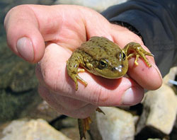 Image of small frog in a person's hand and link to Amphibians story