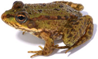 Photo of a frog.