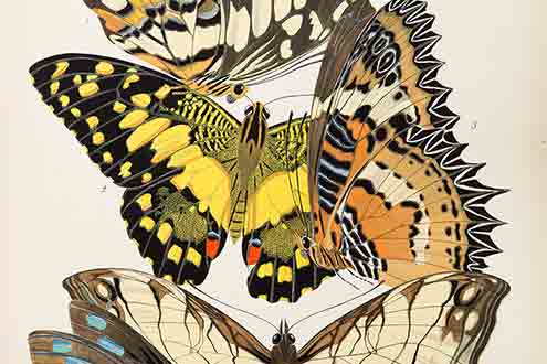 Butterfly print by French artist E.A. Seguy. Photo by Paul Asper