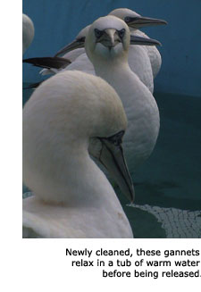 A row of gannets stand on a perch inside a tub of warm water. The aquatic birds’ feathers are bright white. After scrubbing all traces of oil from their bodies, they’ll get a final rinse or two before being set free.