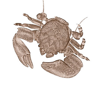 A drawing of a brown crab.