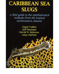 A drawing of a brown sea slug on a gold lace-like design on the cover of the book "Caribbean Sea Slugs."