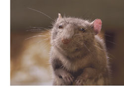 A rat strikes a pose, inspiration for the animated character "Templeton" in "Charlotte's Web."