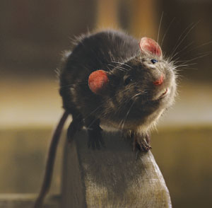 A rat tilts its head as if catching a scent in the air.