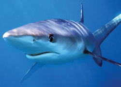 Photo of blue shark.