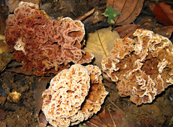 Photo of Spongiomorpha thailandica fungi.