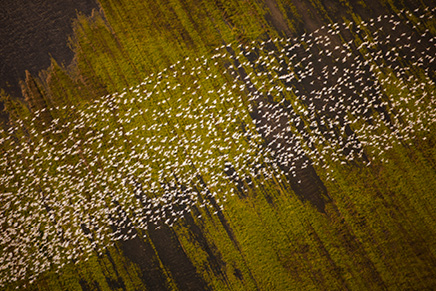 Aerial view of a huge flock of migrating geese