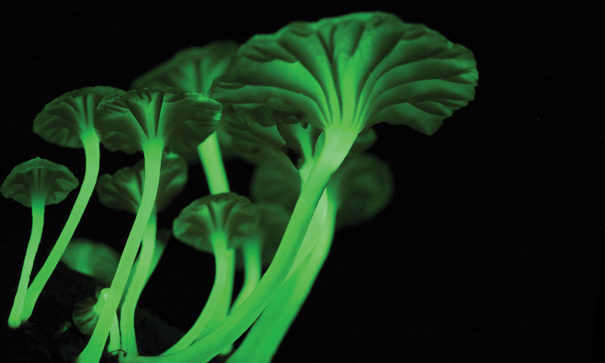 Green bioluminescent mushrooms