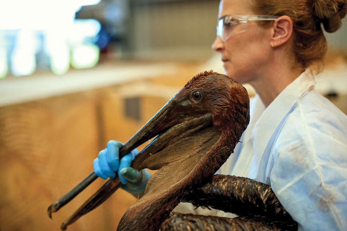 A woman in a white lab coat and blue gloves holds the beak of a pelican covered in oil
