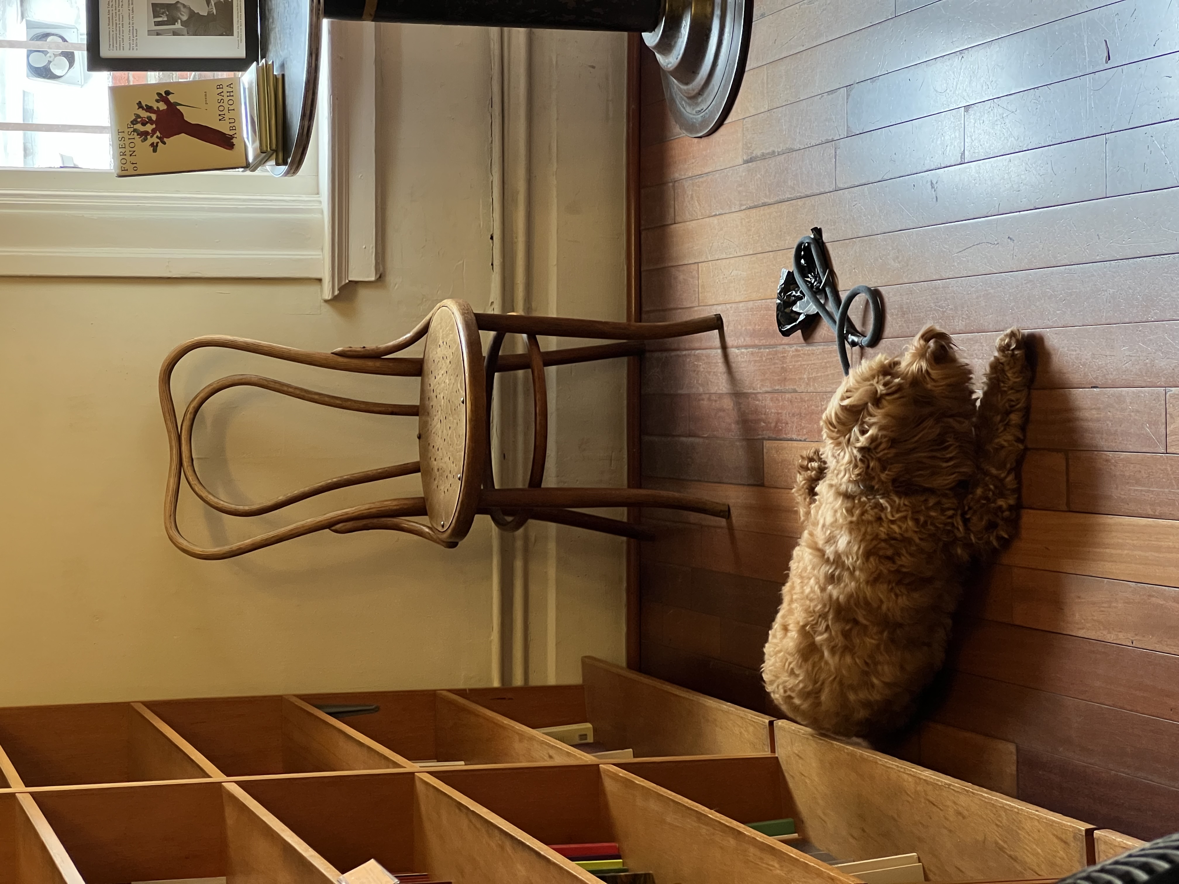 Genny Lim's dog Rumi lays down in the corner of the room