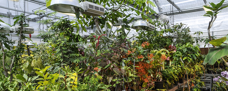 Interior of greenhouse lush with vegetation