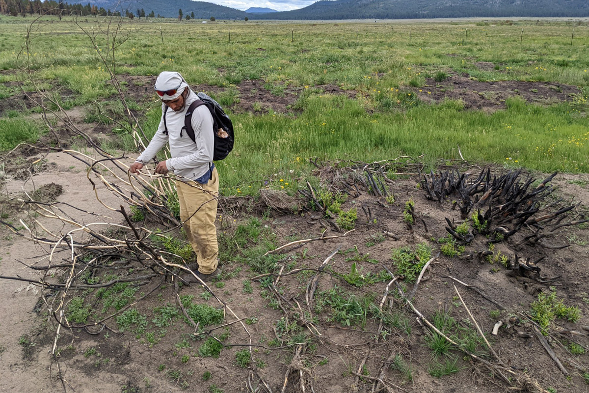 Raymond LeBeau holding a sage brush in a field of grass