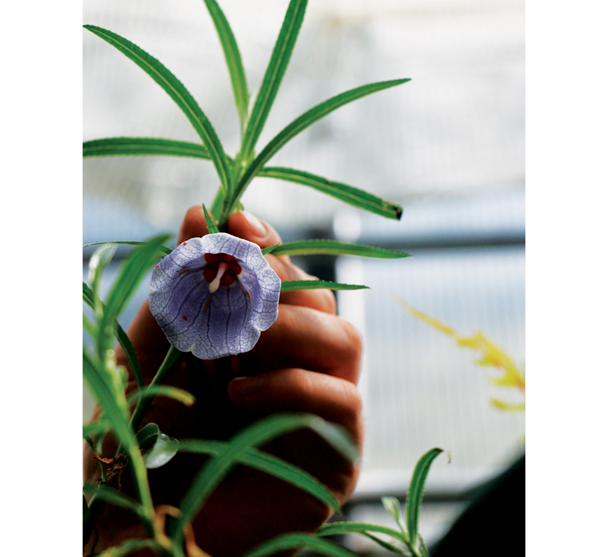 Nesocodon mauritianus plant