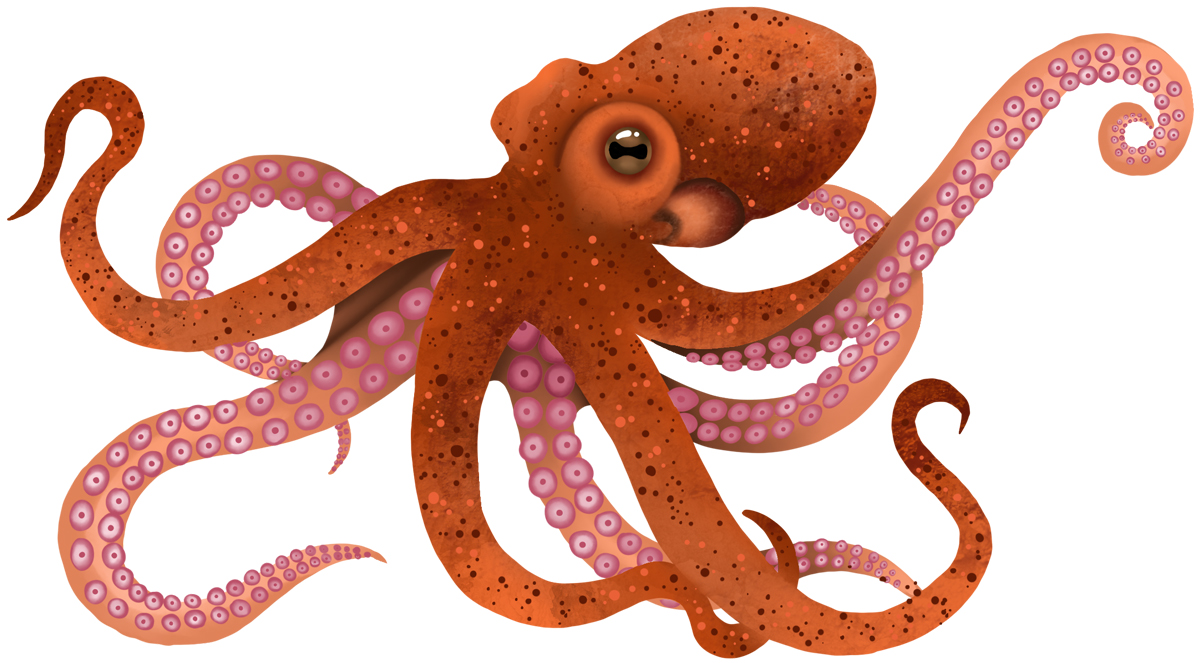 octopus illustration